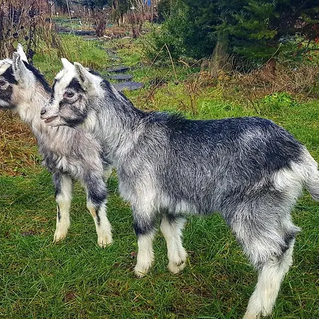 Dziewanna * Brzeziniec