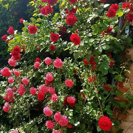 Dziewanna * Brzeziniec