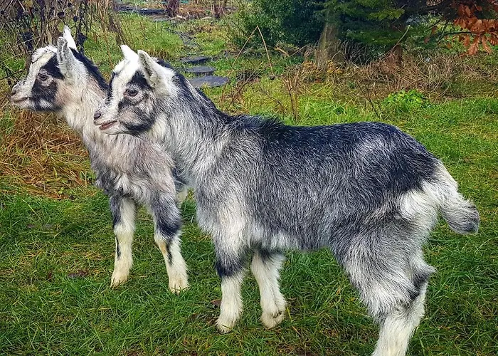 Dziewanna * Brzeziniec