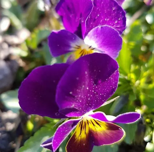 Apartamento Dziewanna *